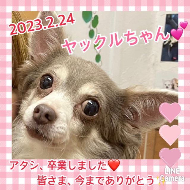 【運命の赤い糸見～つけた💓ロングコートチワワのヤックルちゃん💕】2023,2,24